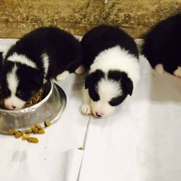 Border Collie Puppies from Flat Rock Border Collies