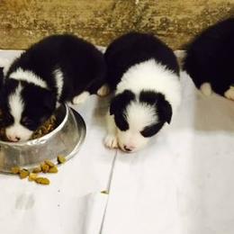 Border Collie Puppies from Flat Rock Border Collies