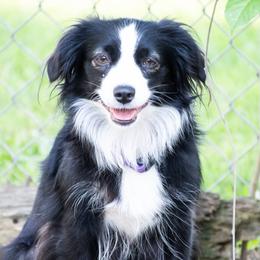 Paige - Australian Shepherd