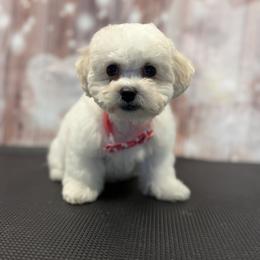 Green Boy - White and buff male Bichon Frise puppy in Berlin, New Jersey from Charmed Bichons