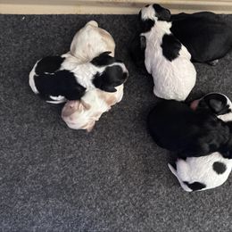 Cavapoo puppies from S and J Cavapoos