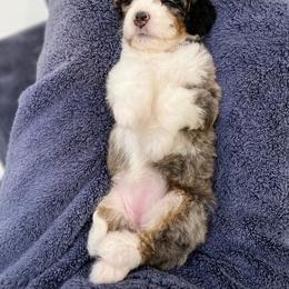 Aussiedoodle, Bernedoodle, Goldendoodle, and Poodle Puppies from Teddy Doodles & Standard Poodles