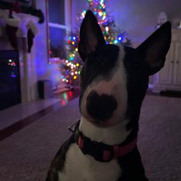 Bull Terrier All Grown Up from Elite Bull terriers