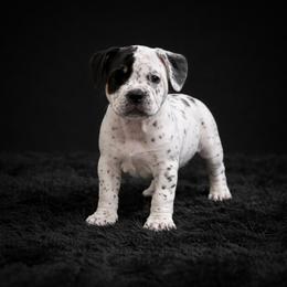 Mia - White female American Bully puppy in Conroe, Texas from Titanium Kilo Kennels Texas