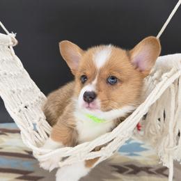 German Shepherd and Pembroke Welsh Corgi Puppies from J&R Shepherds & Corgis