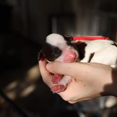 Aussiedoodle and Australian Mountain Doodle Puppies from Farmstead Doodles