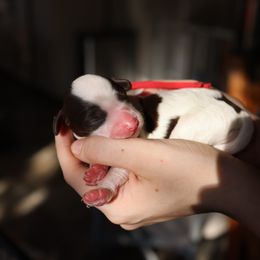 Aussiedoodle and Australian Mountain Doodle Puppies from Farmstead Doodles