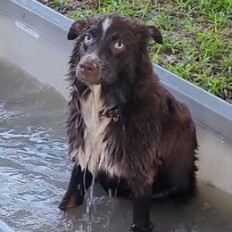 Daisy - Australian Shepherd