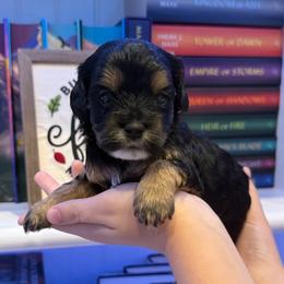 Rocky - Brown and tan male Cockapoo puppy in Liberty, Kentucky from Kentucky Cockapoos