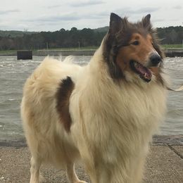 Collies from BellaVista Rough Collies