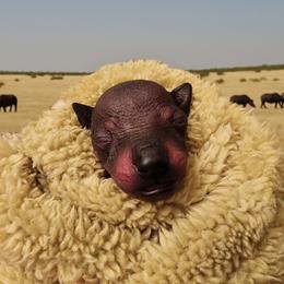 Idris - Slate male Xoloitzcuintli puppy in Atwater, California from Cen Cal Xoloitzcuintle