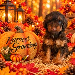 Fudge - Chocolate female Cavapoo puppy in Myrtle Beach, South Carolina from Colorful-K9'S