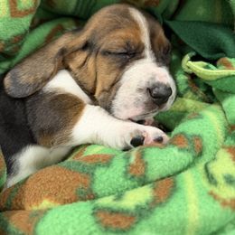 Thackery Binx Hocus Pocus - Black brown and white male Basset Hound puppy in Park City, Kansas from Stegmans Basset Hounds