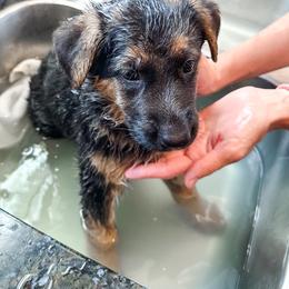 German Shepherd Puppies from Sand Hill Shepherds & Setters