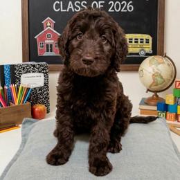 Angelica - Chocolate female Goldendoodle puppy in Tybee Island, Georgia from Castaway Doodles