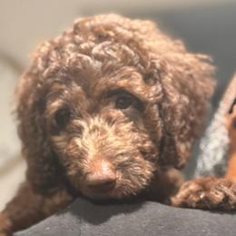 Willow - Chocolate female Labradoodle puppy in Stamford, Connecticut from Doodles of CT