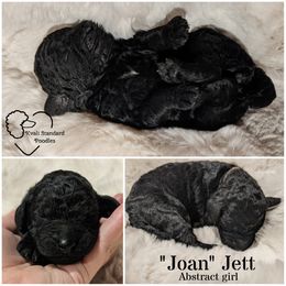 Poodle Puppies from Kvali Standard Poodles