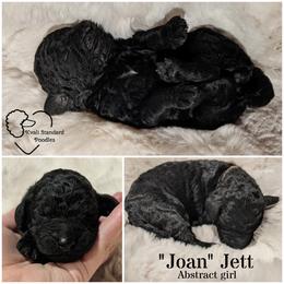 Poodle Puppies from Kvali Standard Poodles