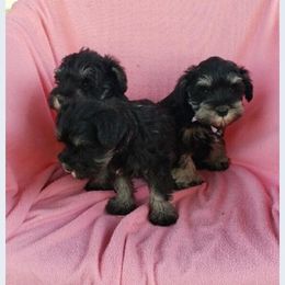Miniature Schnauzer Puppies from D’Angels Schnauzers LLC