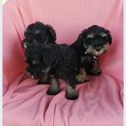 Miniature Schnauzer Puppies from D’Angels Schnauzers LLC