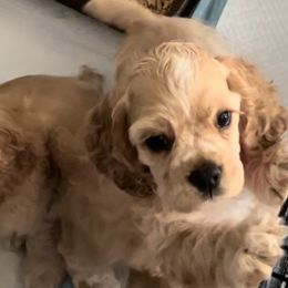 Cocker Spaniels from Inspirational Treasures
