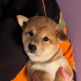 Ember - Red female Shiba Inu puppy in Cypress, Texas from Southern Shibas