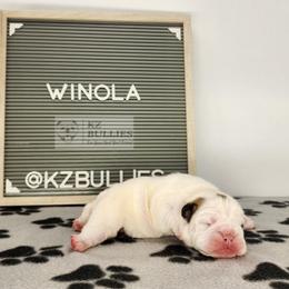 Winola - White female Bulldog puppy in Hillsdale County, Michigan from KZ Bullies LLC