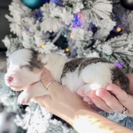 Armani - Gray and white female American Corgi puppy in Whitney, Texas from 5H Corgis