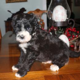 Boy 6 - male Havanese puppy in Hamptonville, North Carolina from Alabama Havanese Kennel Tidewater Kennel