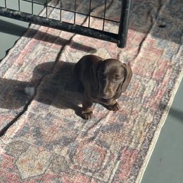 Fredericka - Chocolate female Dachshund puppy in Carthage, Missouri from Hounds by Mishelle