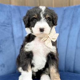 Gables - Tri-color male Bernedoodle puppy in Bellville, Ohio from Bernedoodle Buddies