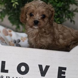Callie - Apricot female Cavapoo puppy in Seymour, Missouri from Fairview's Precious Pups