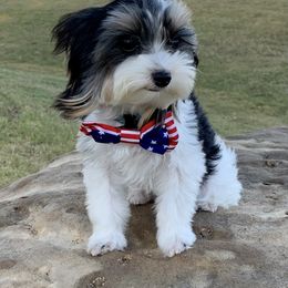 Thunder - Black tan and white male Biewer Terrier puppy in Little Elm, Texas from Lilly's Biewer Terriers