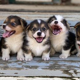 Pembroke Welsh Corgi Puppies from Bear Creek Corgis