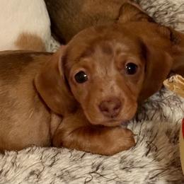Girl 1 - Dapple female Dachshund puppy in Sunman, Indiana from Whitney’s Weiners