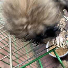 Sugar - Gold female Shih Tzu puppy in St. Helena, California from Sattui little Shih Tzu of Napa Valley