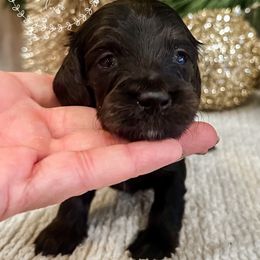 Gingerbread - Black and tan male Dachshund puppy in Sioux Rapids, Iowa from VOB Doxie