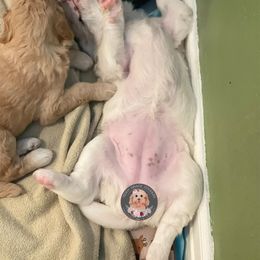 Goldendoodle Puppies from Teddy Grace Doodles