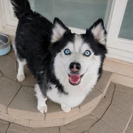 Posey - Pomsky