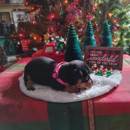 Boxer and Miniature Pinscher Puppies from Pike's Pups