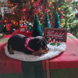Boxer and Miniature Pinscher Puppies from Pike's Pups