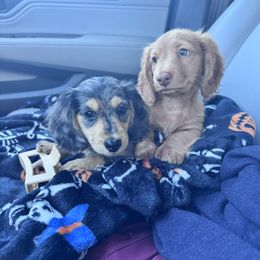 Dachshund Puppies from Catt Farms Longhaired Dachshunds