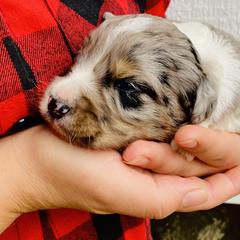 Aussiedoodle Puppies from Mills River Doodles
