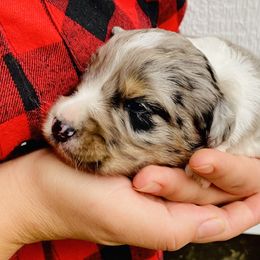 Aussiedoodle Puppies from Mills River Doodles