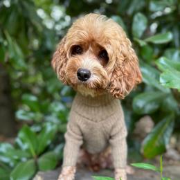 Muffin - Cavapoo