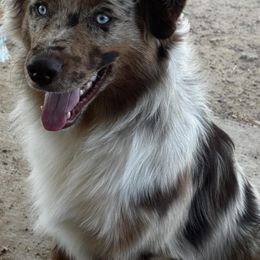 Cinch - Red merle male Miniature Australian Shepherd puppy in Kim, Colorado from KNJ Aussies