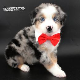 Blue Merle 6 - Blue merle male Miniature Australian Shepherd puppy in Pinehurst, Texas from Aussie Amor