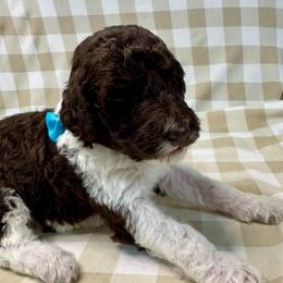 Pecan - Parti male Labradoodle puppy in Candler, North Carolina from Maple Bakin’ Doodles