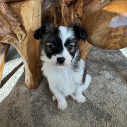 Girl 1 - White and sable female Papillon puppy in Shirley, Arkansas from Lucky Pups