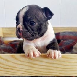 Bubbles - Black brindle and white female Boston Terrier puppy in Weiser, Idaho from Boston Tea Party Terriers